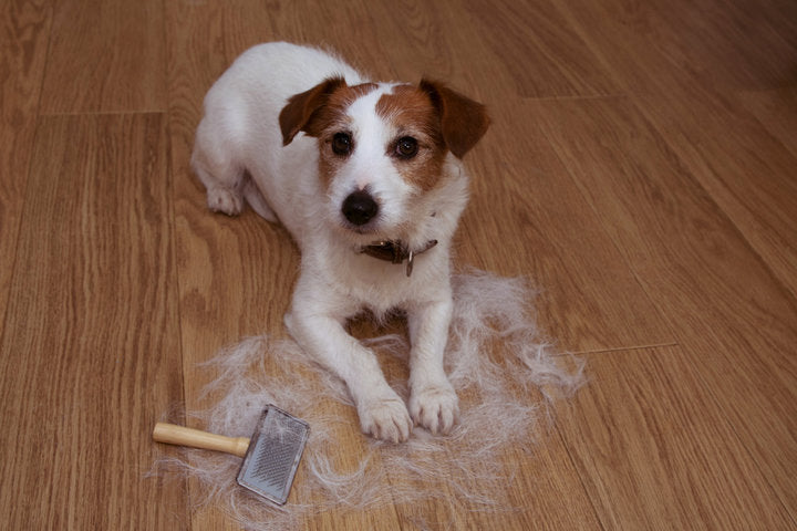 Hund beim Bürsten – lose Haare und Fellpflege als Maßnahme gegen schuppige Haut und stumpfes Fell