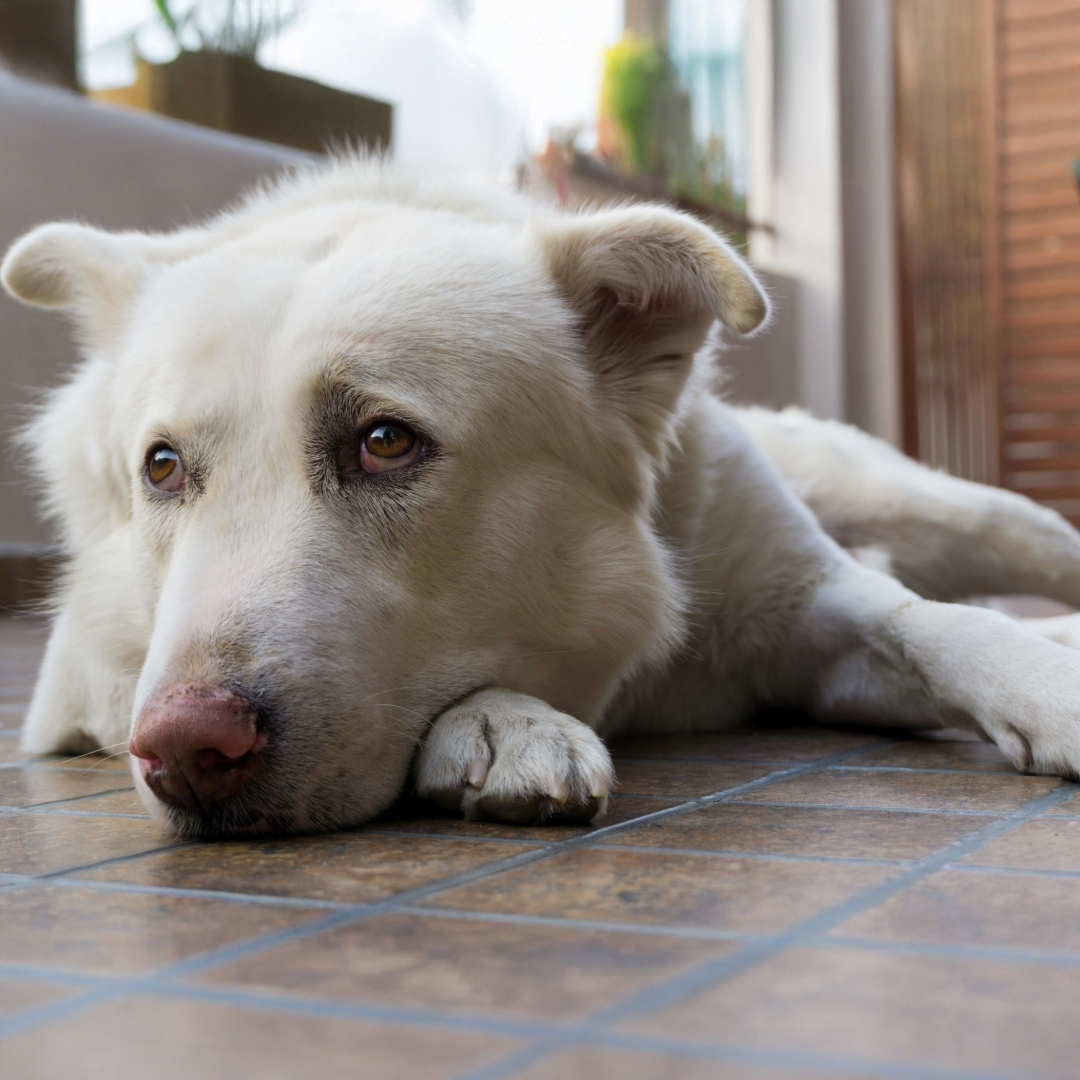 Hund liegt auf dem Boden mit traurigem Blick – typisches Verhalten bei Magenschmerzen oder Reflux