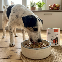 Ausgewachsener Hund frisst Poodlewohl Bio Nassfutter Rind Adult aus einem Futternapf.