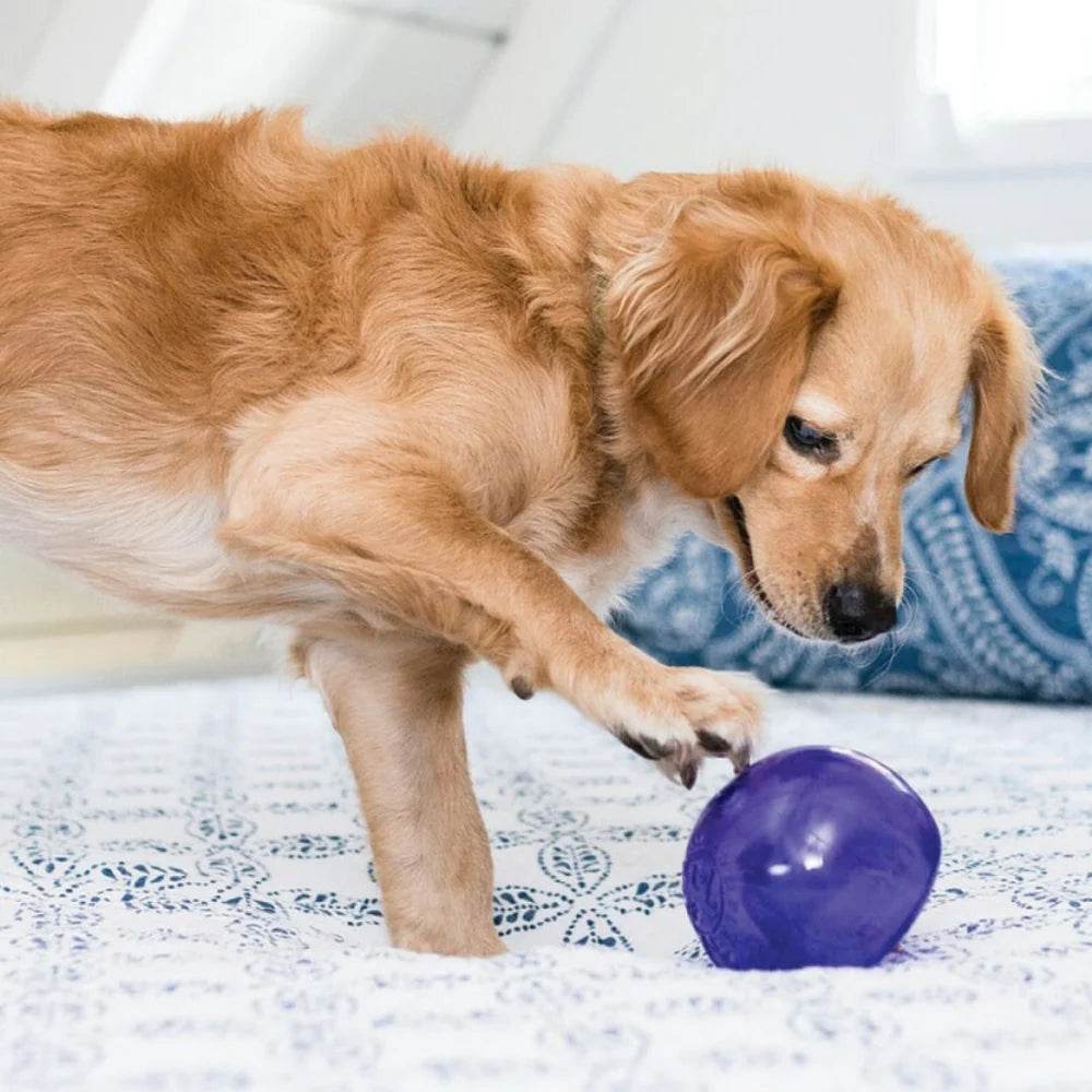 Hund spielt mit dem Orbee Tuff Snoop von Planet Dog, einem Intelligenzspielzeug zur Förderung von Konzentration und Problemlösungsverhalten.
