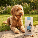 Mittelgroßer bis großer Hund kaut auf einem getrockneten Poodlewohl Bio-Schweineohr in natürlicher Umgebung mit sichtbarer Snack-Verpackung