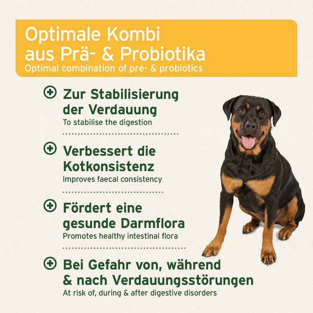 Das Bild zeigt einen Rottweiler mit einem fröhlichen Gesichtsausdruck. Der Text beschreibt die Vorteile eines Produkts, das eine Kombination aus Prä- und Probiotika enthält, um die Verdauung zu stabilisieren, die Kotkonsistenz zu verbessern, eine gesunde Darmflora zu fördern und bei Verdauungsstörungen zu helfen.