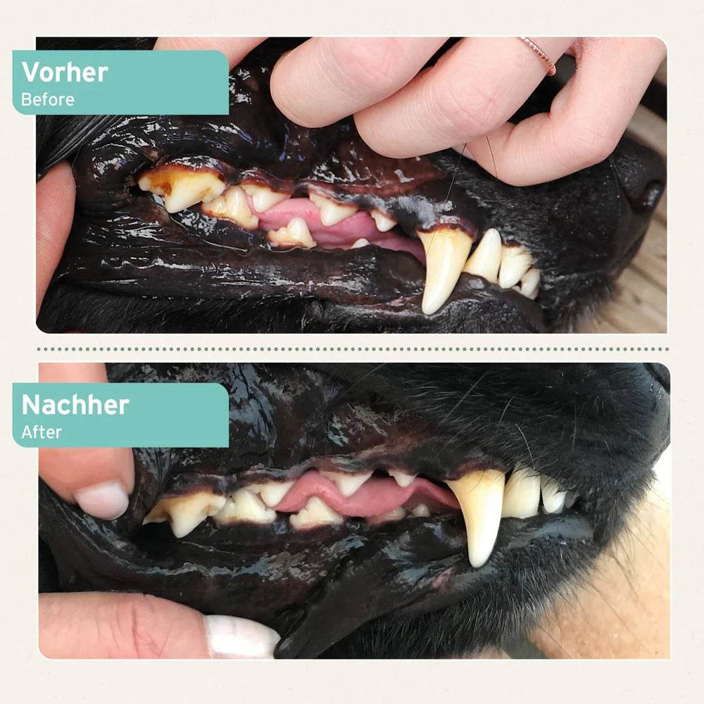 Vergleich der Hundezähne vor und nach der Anwendung von Zahnpflegeprodukten. Oben: Vor der Behandlung, unten: Nach der Behandlung.