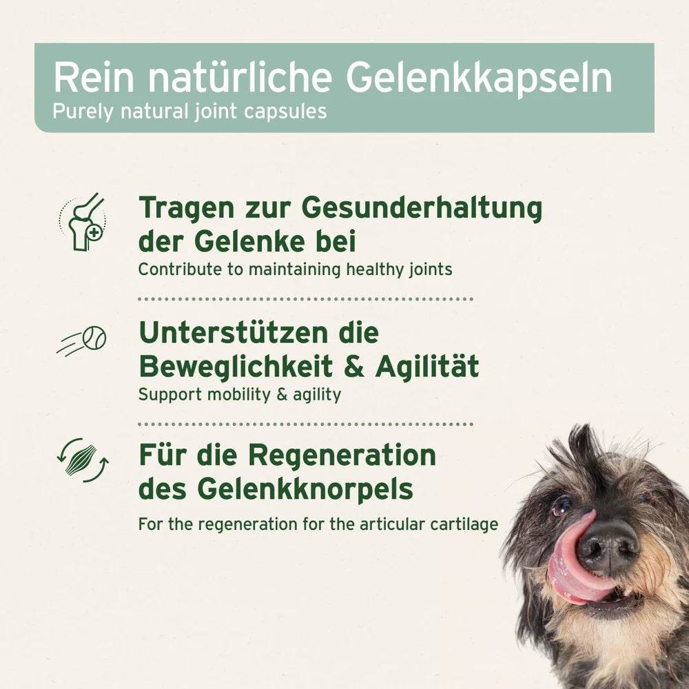 Das Bild zeigt eine Beschreibung von rein natürlichen Gelenkkapseln für Hunde. Die Kapseln tragen zur Gesunderhaltung der Gelenke bei, unterstützen die Beweglichkeit und Agilität und fördern die Regeneration des Gelenkknorpels. Ein Hund, der die Kapseln genießt, wird dargestellt.