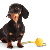 hund-mit-naturkautschuk-spielzeug-recyceltes-seil-apportieren-zerren