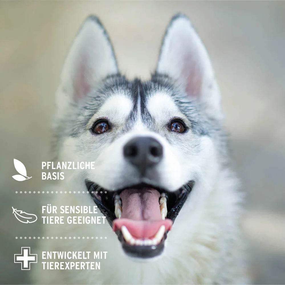 Husky mit offenem Maul, zeigt gesunde Zähne und lächelt, Hintergrund unscharf, pflanzliche Basis für empfindliche Tiere, entwickelt mit Tierexperten.