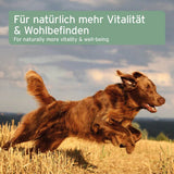 Hund läuft auf einem Feld, symbolisiert Vitalität und Wohlbefinden durch AniForte® Lachsöl.