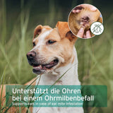 Unterstützt die Ohren des Hundes bei einem Ohrmilbenbefall, zeigt die Anwendung des Ohrmilbenöls.
