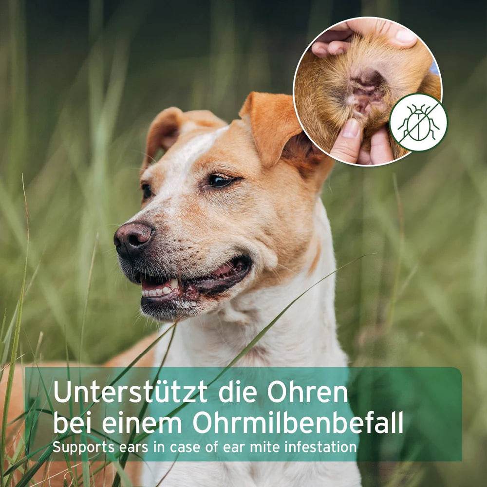 Unterstützt die Ohren des Hundes bei einem Ohrmilbenbefall, zeigt die Anwendung des Ohrmilbenöls.