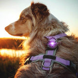 Orbiloc Dog Dual LED-Hundelicht für maximale Sichtbarkeit bei Dunkelheit, wasserdicht, robust und mit 10 Farboptionen für optimale Sicherheit bei Nachtspaziergängen.