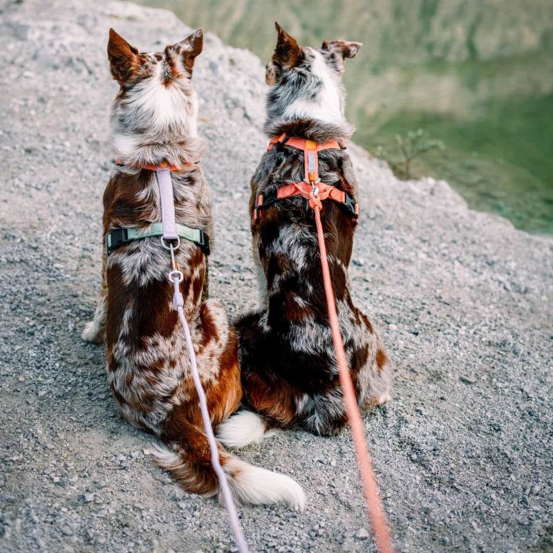 Zwei Hunde mit Woolly Wolf Color Block Hundegeschirr in Pastellfarben (Lavendel und Salmon Pink) beim Outdoor-Abenteuer – nachhaltig, funktional und stilvoll