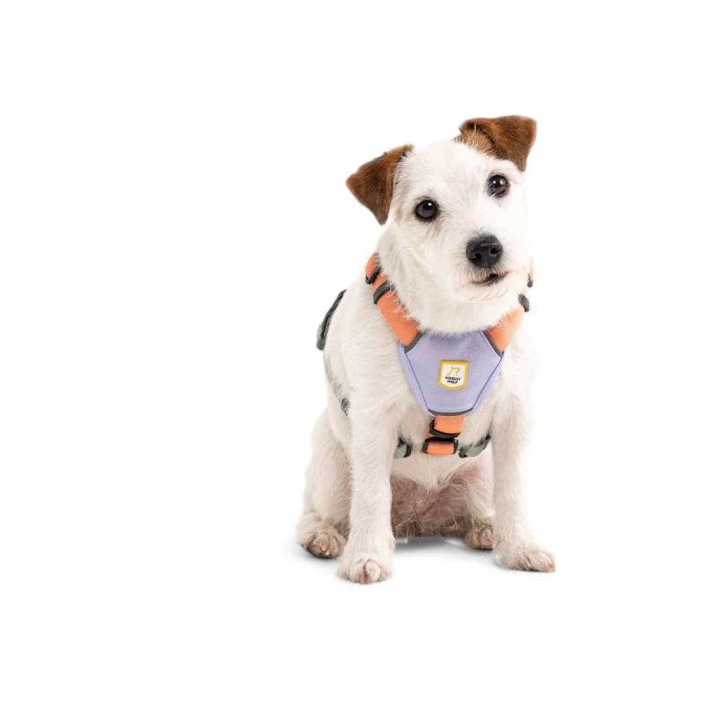 Hund trägt das Woolly Wolf Color Block Hundegeschirr in Pastellfarben (Lavendel, Salmon Pink und Glacier Green) – umweltfreundlich und komfortabel für den Alltag