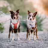 Zwei Hunde tragen das Woolly Wolf Color Block Hundegeschirr in Pastellfarben (Lavendel und Salmon Pink) beim Outdoor-Abenteuer – nachhaltig und stilvoll für aktive Hunde