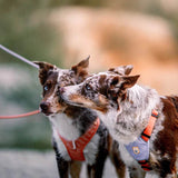 Zwei Hunde tragen das Woolly Wolf Color Block Hundegeschirr in Pastellfarben (Lavendel und Salmon Pink) beim Spaziergang – stilvoll, nachhaltig und bequem für den Alltag