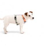 Hund trägt das Woolly Wolf Color Block Hundegeschirr in Pastellfarben (Lavendel, Salmon Pink, Glacier Green) – nachhaltig und funktional für den täglichen Einsatz