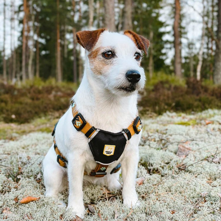  Das Woolly Wolf Sea to Summit Geschirr, getragen von einem Hund, zeigt die perfekte Passform und den Komfort bei einem Outdoor-Abenteuer. Mit reflektierenden Elementen für bessere Sichtbarkeit bietet es Sicherheit und Unterstützung bei Spaziergängen und Aktivitäten in der Natur.